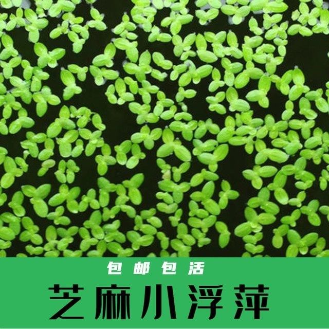 浮萍芝麻小叶萍水水草喂鱼喂龟好养净化水质水草