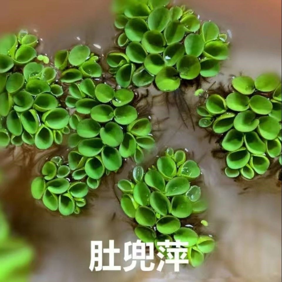 浮萍芝麻小叶萍水水草喂鱼喂龟好养净化水质水草