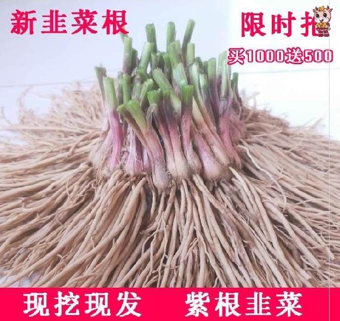 红根大菜叶韭菜根挖苗紫现四季久菜九菲菜蔬根菜盆栽菜苗韮根根苗
