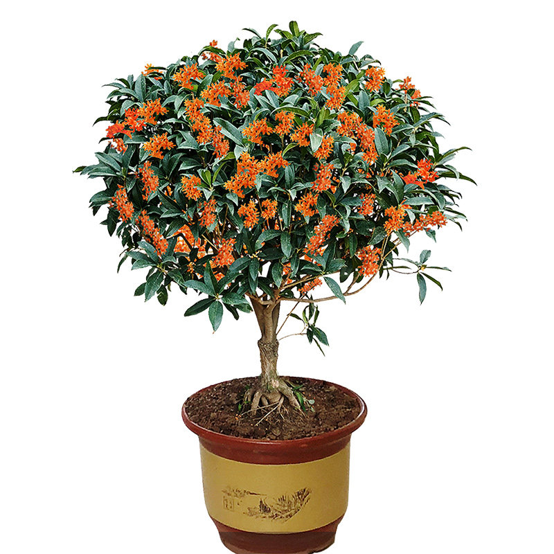 桂花树苗盆栽庭院矮株金桂八月四季地栽浓香时令草本花卉