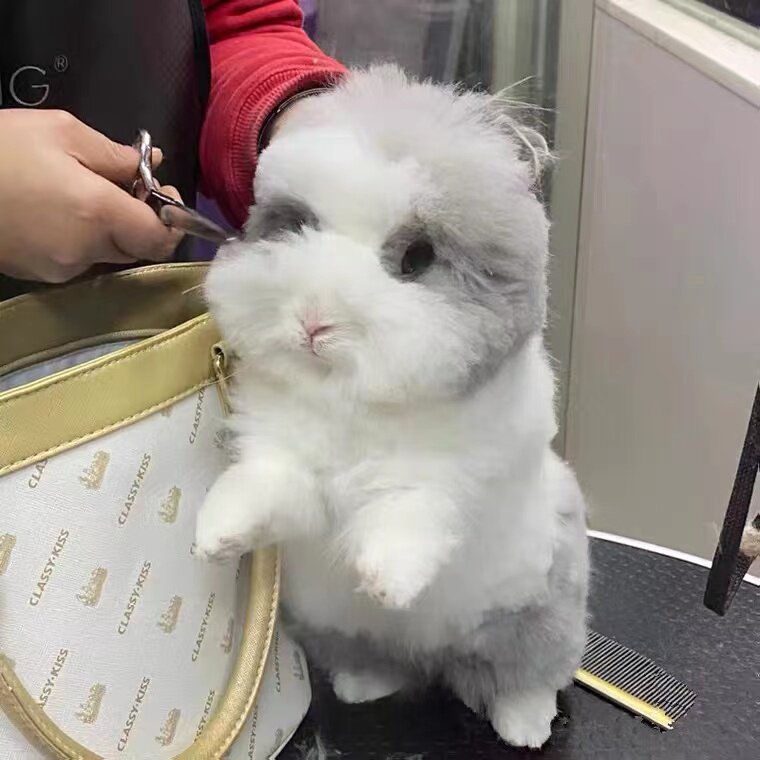 兔子活体道奇盖脸猫猫兔儿童好养垂耳侏儒巨型安哥拉兔活物幼兔