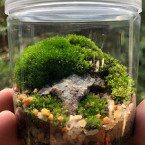 Moss micro mini plant potted plants with potted plants Good distribution bag Living office short suede moss green plant bonsai