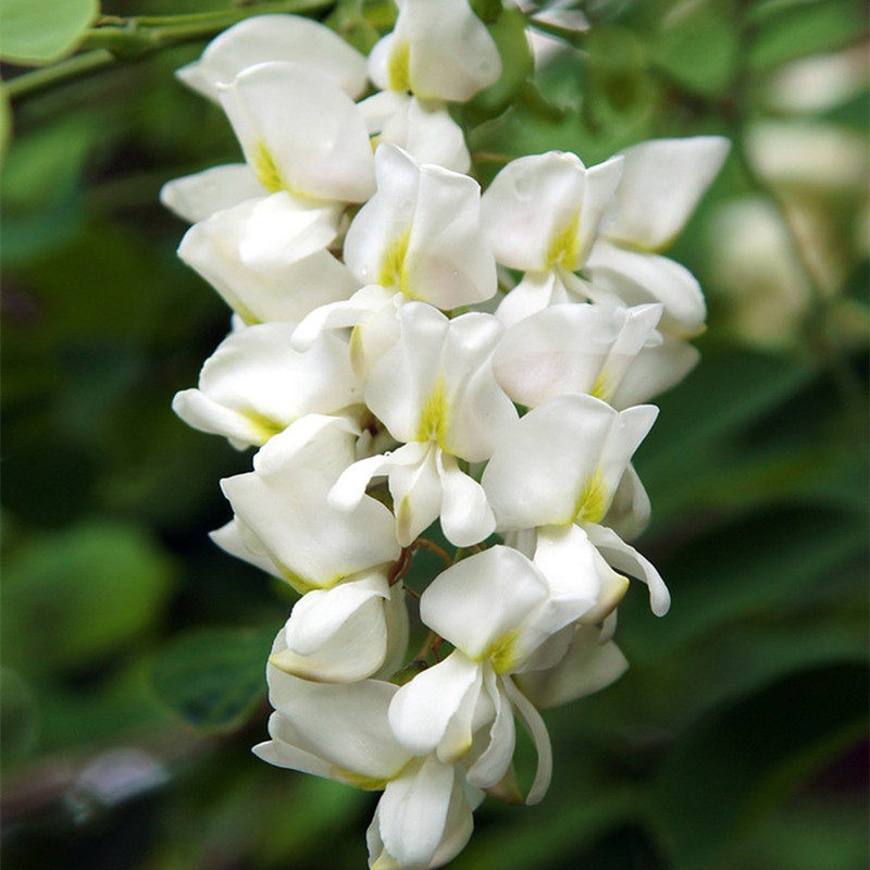 护坡田菁木豆猪屎枝子胡枝子灌木花木兰多花合欢家庭园艺种子