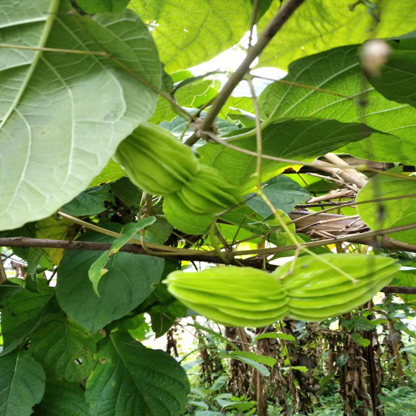 云南省普洱洱县黎明大山产地直销野菜新鲜苦瓜其它