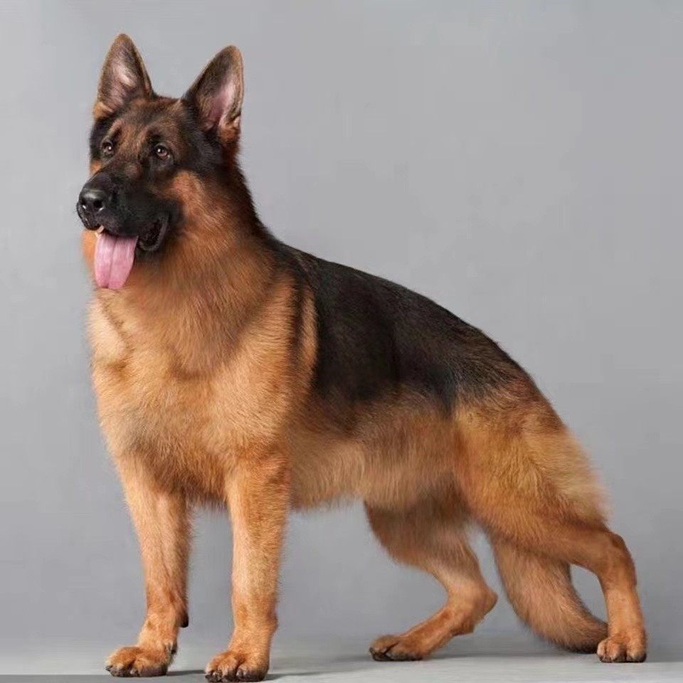 无偿领养纯种德牧幼犬活体大型狼狗弓背德国宠物训练