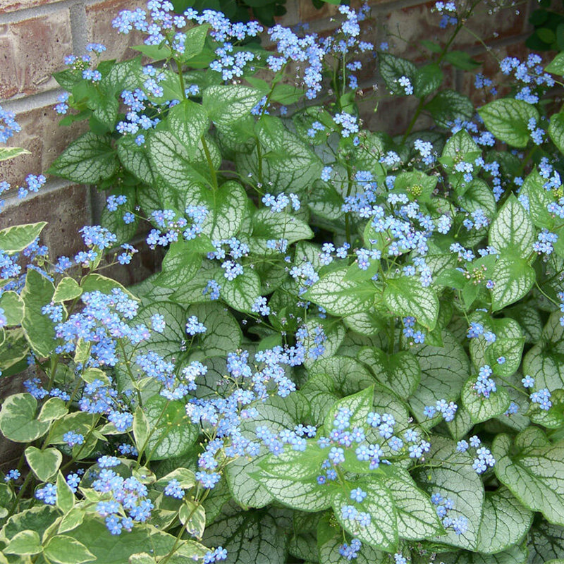 有寻植物 心叶牛舌草庭院阳台草本花卉彩叶盆栽耐寒地被易养活 - 淘宝