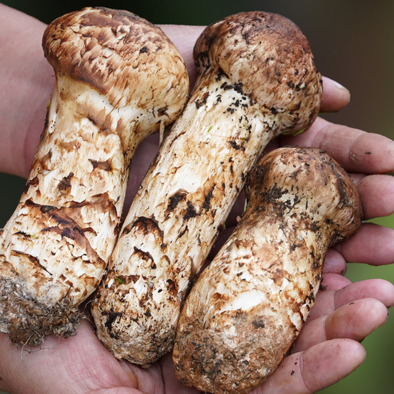 香格里拉野生松茸新鲜云南特级现货林芝特产雅江新鲜松茸