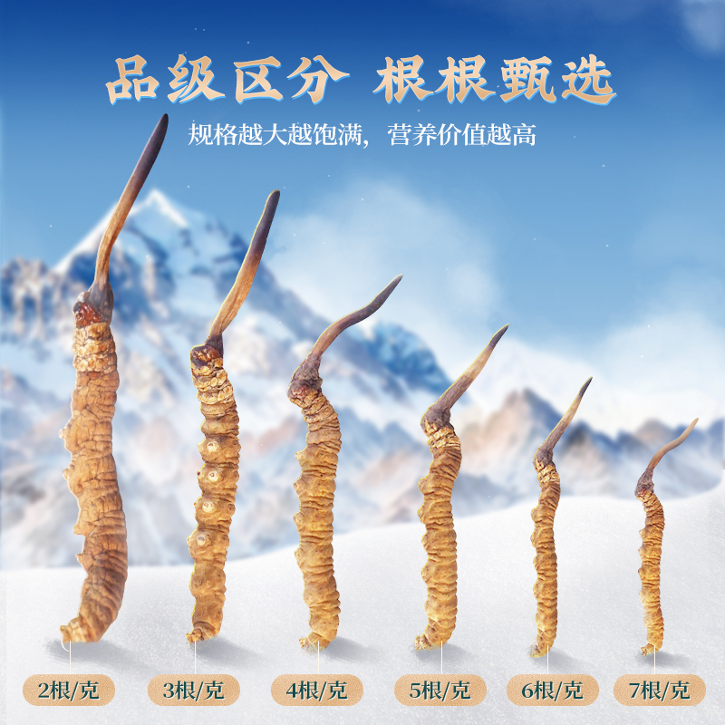 国坤堂野生冬虫夏草虫草西藏那曲新鲜正品头期虫草礼盒官方旗舰店