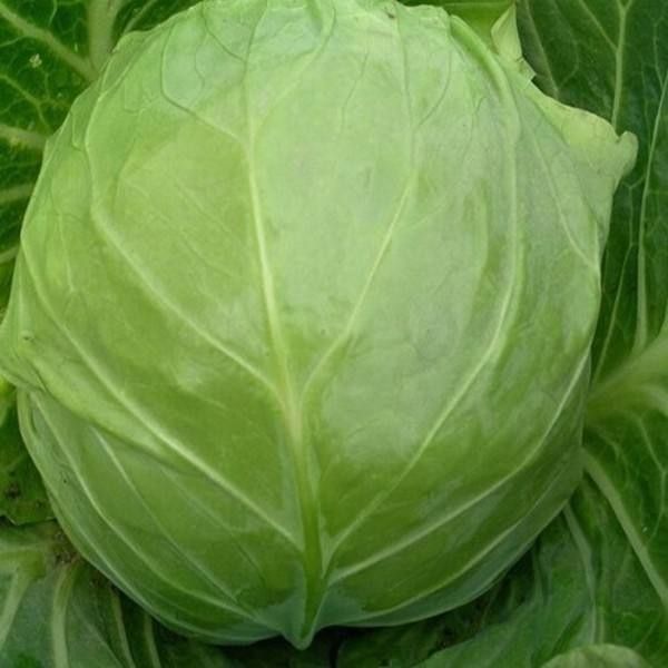 正宗云南新鲜蔬菜铁头卷心心包菜莲花白圆白菜叶菜类