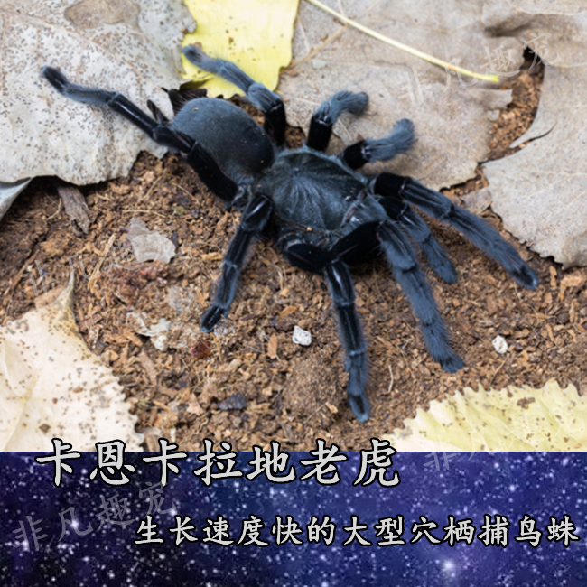 45元发货地:河南 南阳包邮069.45券后:069.45价格