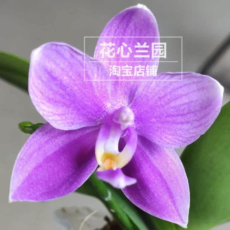 紫钻中小小花型香味蝴蝶兰续花好养室内桌面花卉国兰