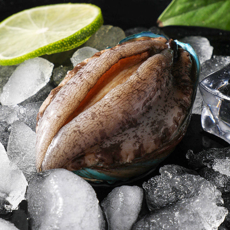 鲍鱼东山大连鲜活超低温冷冻贝壳新鲜捕捞500克鲍鱼