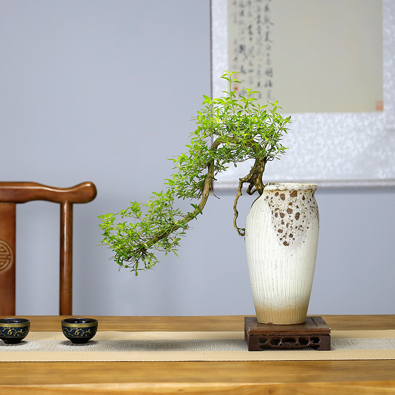 六月雪造型悬崖盆景老桩植物室内绿植客厅桌面绿植