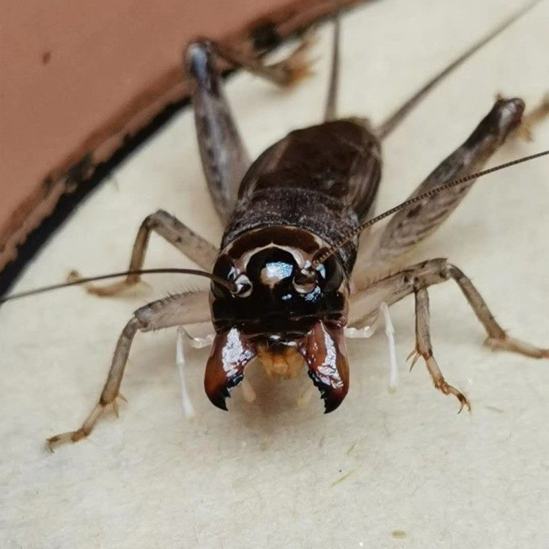 蟋蟀三尾山东蛐蛐活体精品斗蛐斗鸣虫蝈蝈活虫蟋蟀