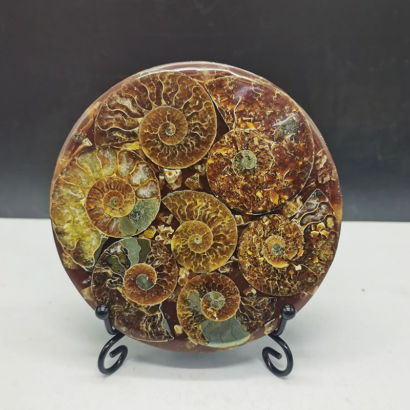 架子天然马达加斯加玉化螺斑彩彩螺化石罗盘摆件