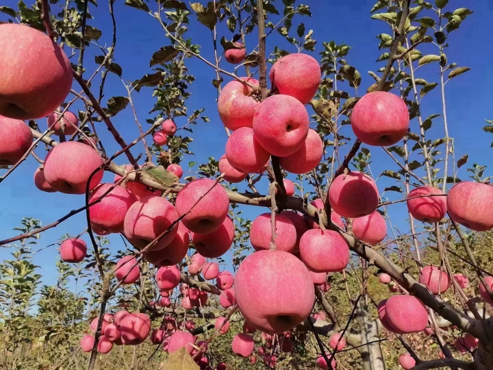 山西吉县苹果8斤水果新鲜当季脆甜一级红富士苹果