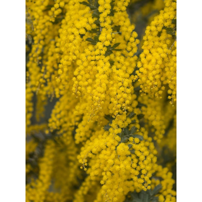 章鱼花园紫叶密羽金合欢贝利相思树acaciabaileyanapurpurea绿植