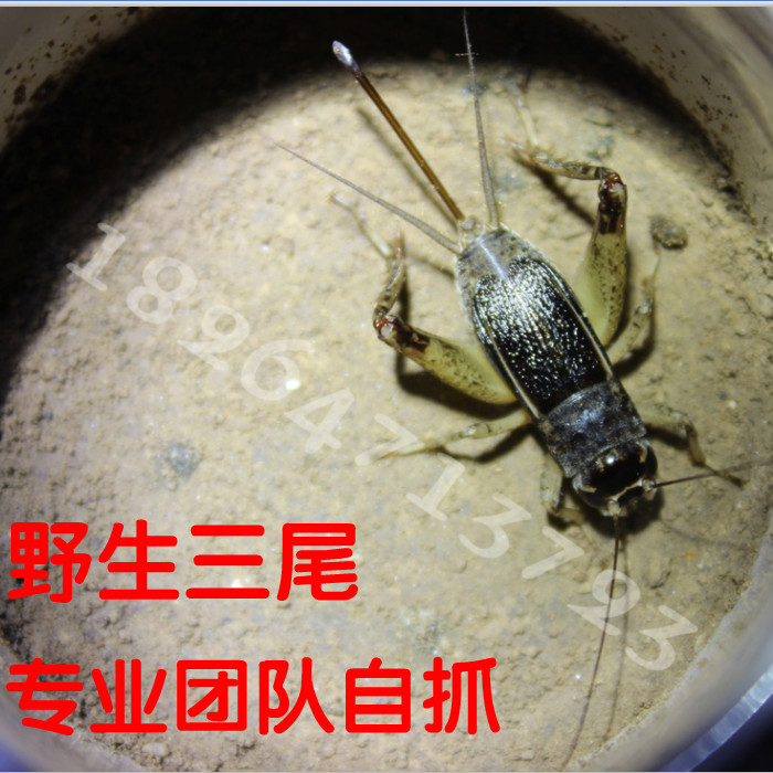 蛐蛐野生蟋蟀山东活体宁津活物斗宁阳精品自抓蟋蟀