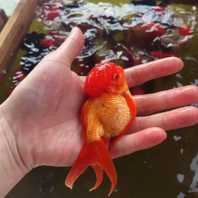 金鱼红狮活体冷水鱼淡水鱼鹤顶红金鸿运当头狮头黑龙鱼