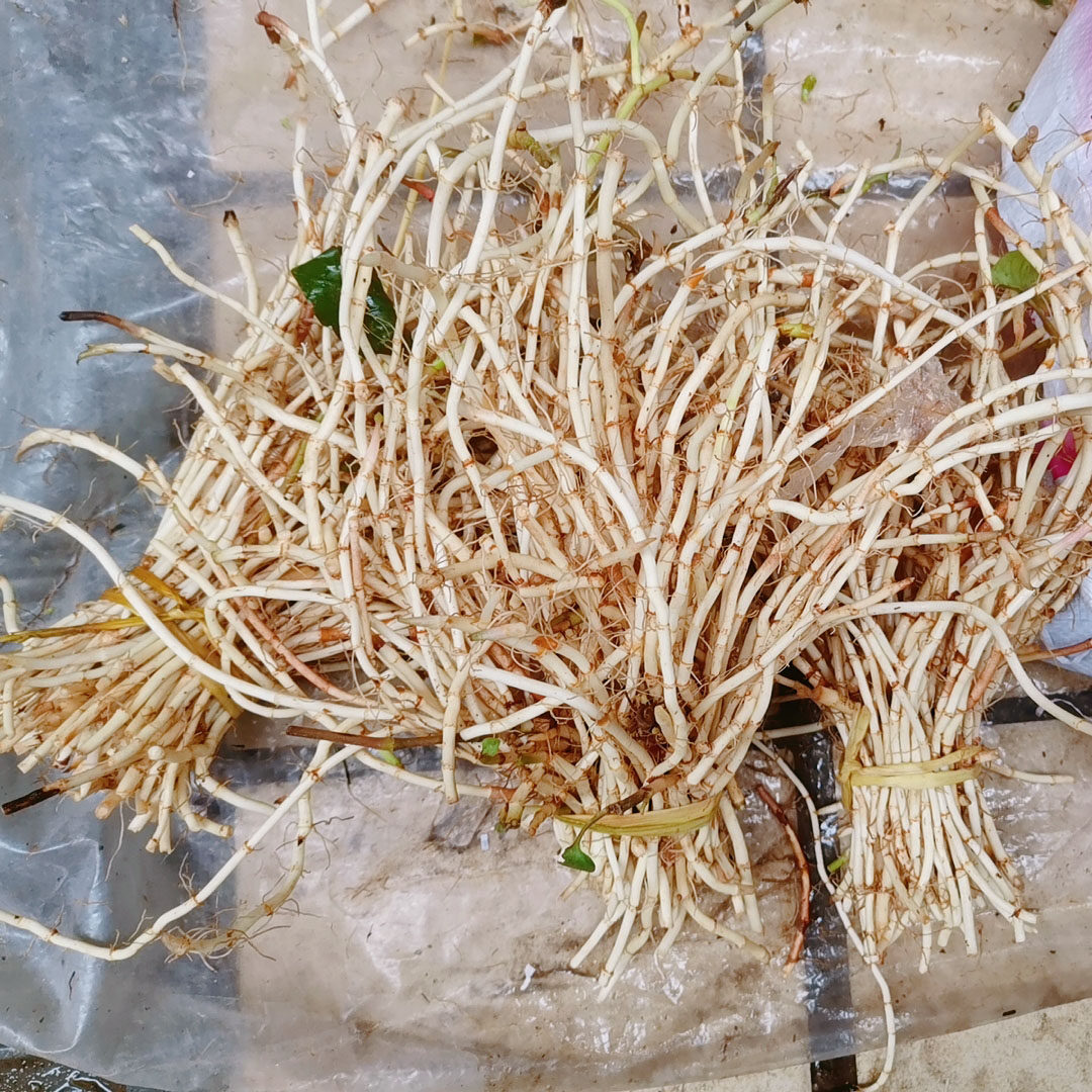 耳根石柱重庆节节侧耳现挖嫩根鱼腥草折野生其它