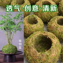 Moss ball plant creative flower pot butternut dendrobium planting microscape turquoise potted plants fun home moisturizing