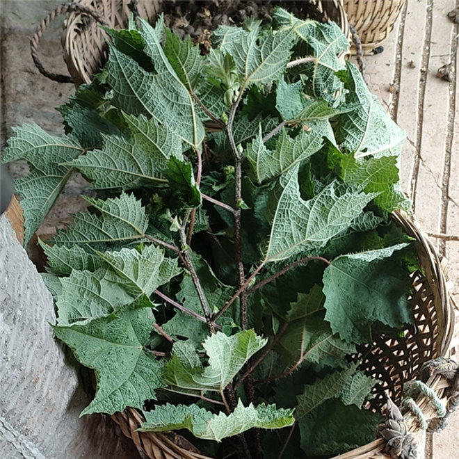 现挖中草药材新鲜红活麻活麻草大红霍麻禾麻草红杆活麻根杆叶荨麻