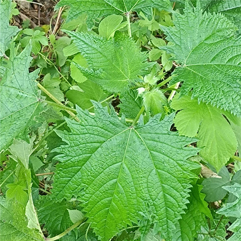 现挖中草药材新鲜红活麻活麻草大红霍麻禾麻草红杆活麻根杆叶荨麻