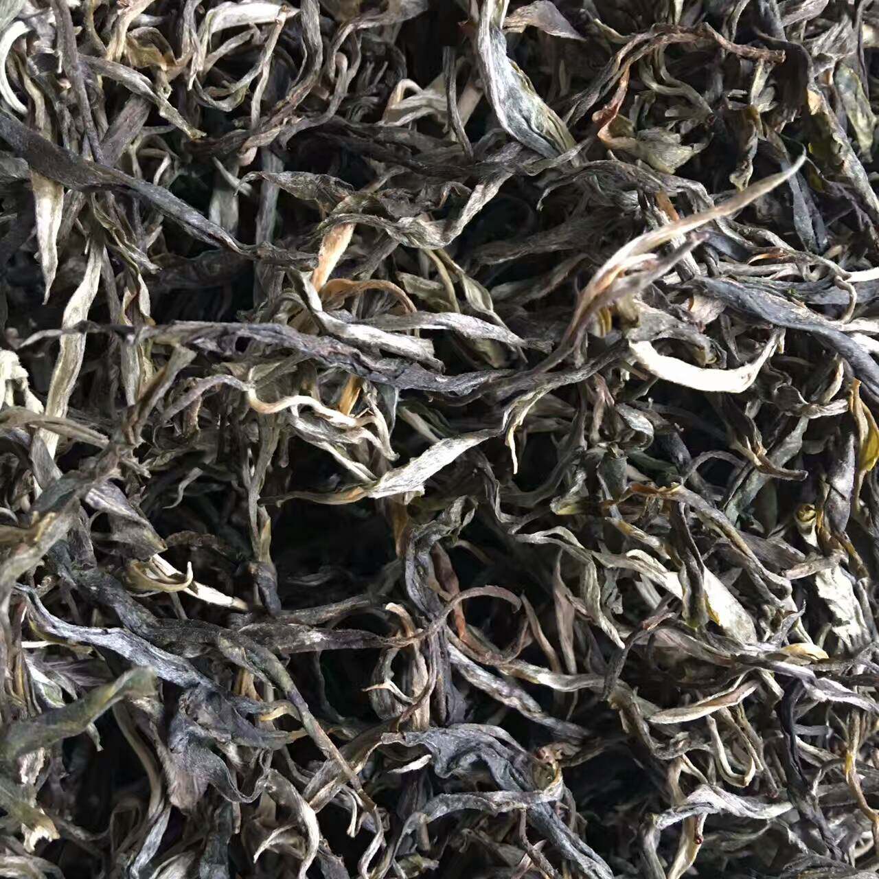 普洱普洱生冰岛古树散茶大树净重500克普洱