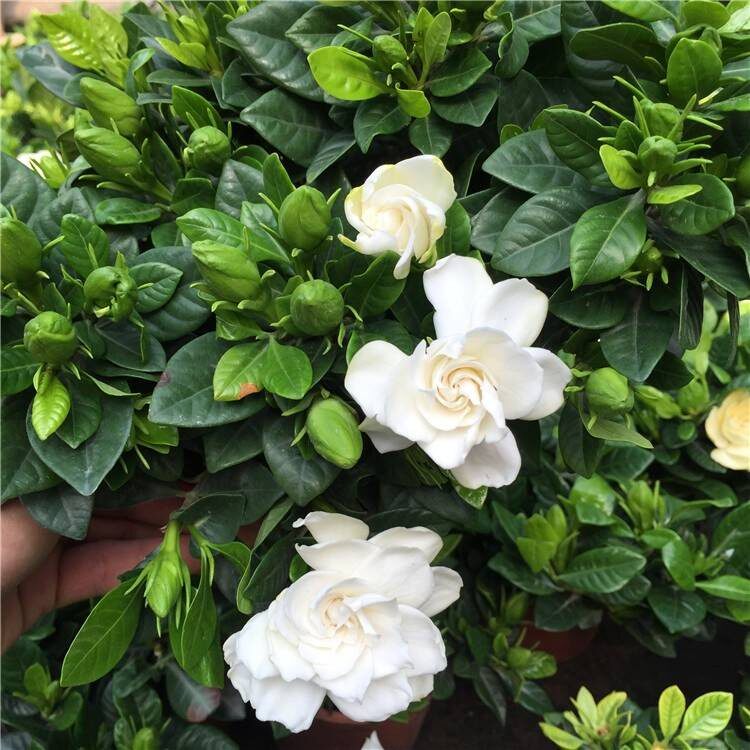 家里植物家养花卉禄植盆栽客厅独杆栀子花室内绿植