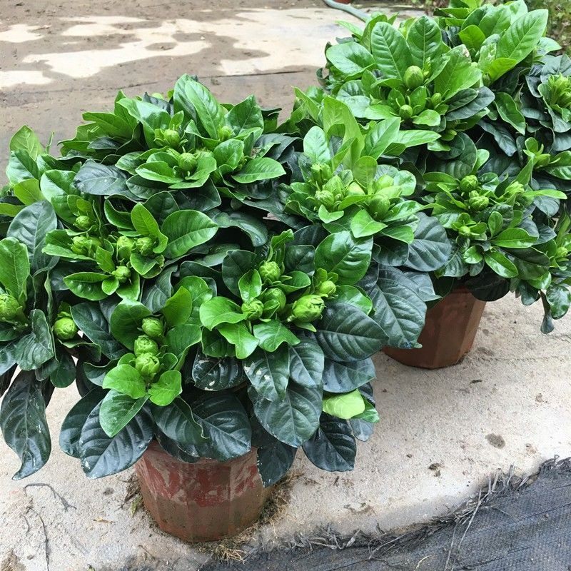 家里植物家养花卉禄植盆栽客厅独杆栀子花室内绿植