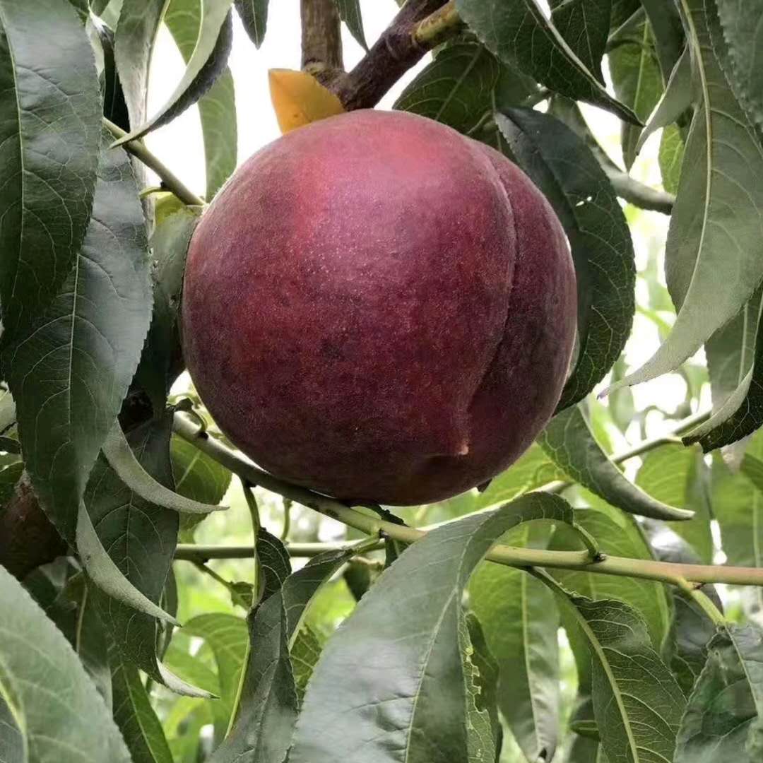 黑桃黑桃皇后现摘甜脆水果非洲黑美人五斤包邮山东桃