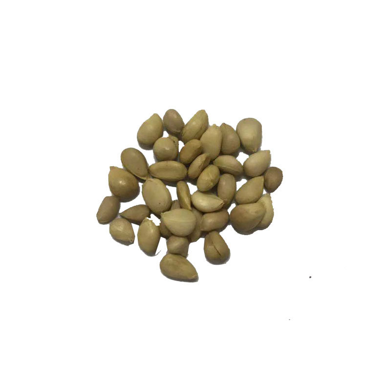 枳壳种子 枸橘种子-大量枸枳实种子 铁篱寨种子-嫁接柑橘包邮