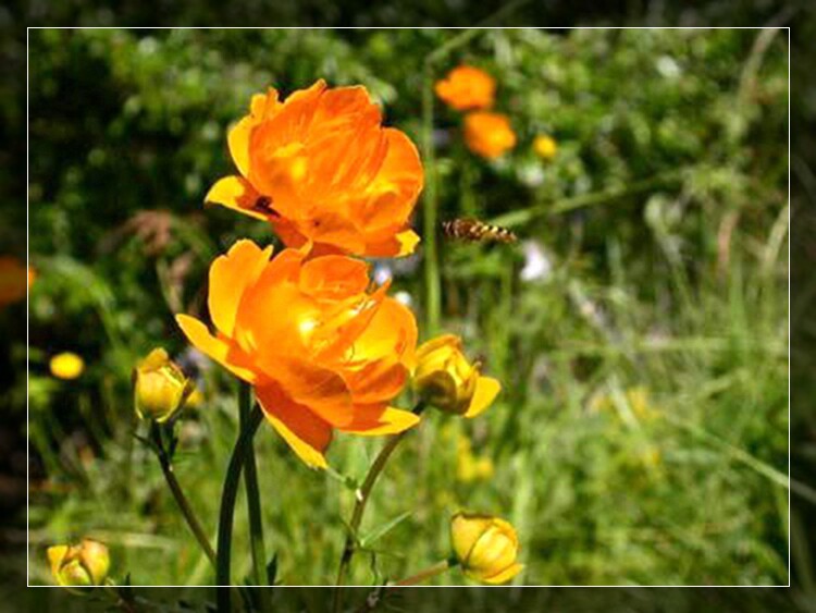 金莲花内蒙古锡盟正蓝旗特产野生金莲花50克草原特产包邮