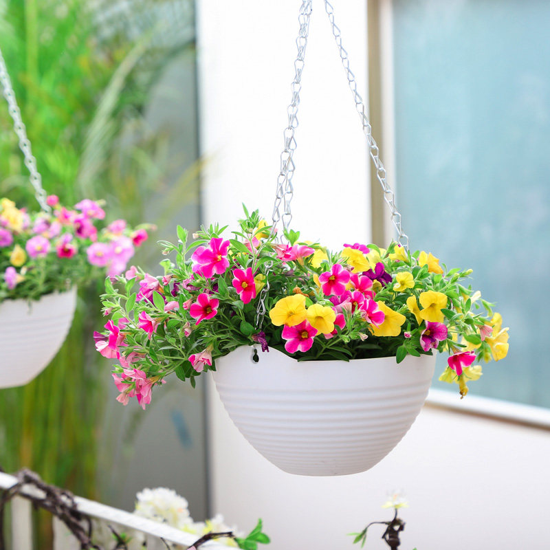 百万小玲盆栽花苗庭院花卉垂吊植物舞春花带花苞室外阳台花草成品