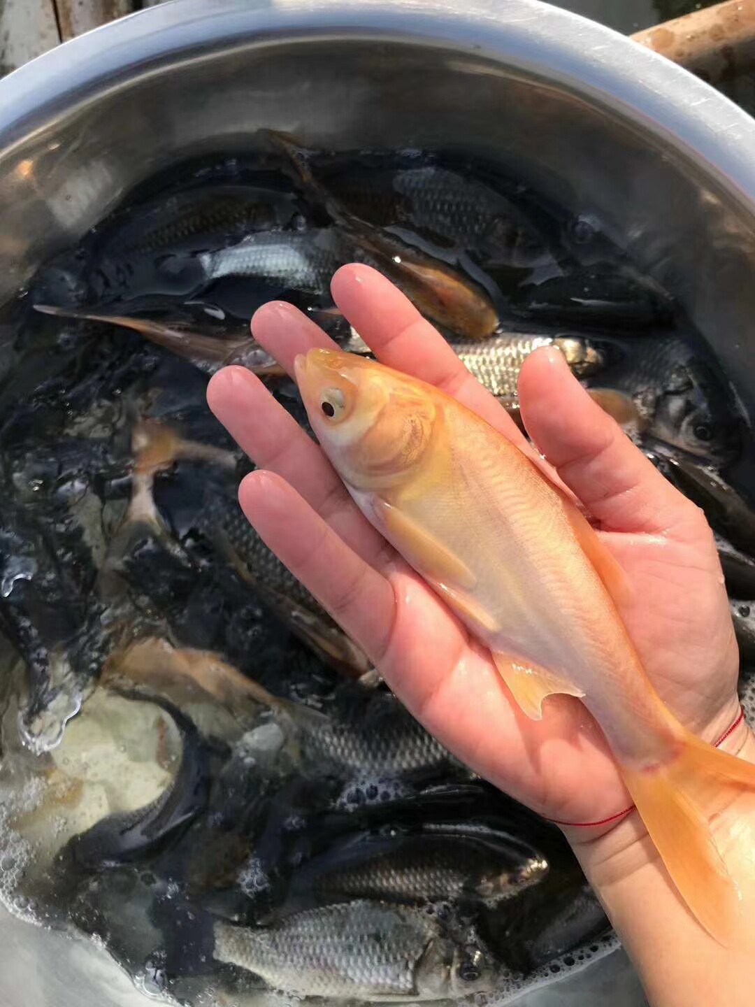 大头观赏鱼黄化金丝鳙鱼黄金鱼苗活体原生冷水鱼鱼