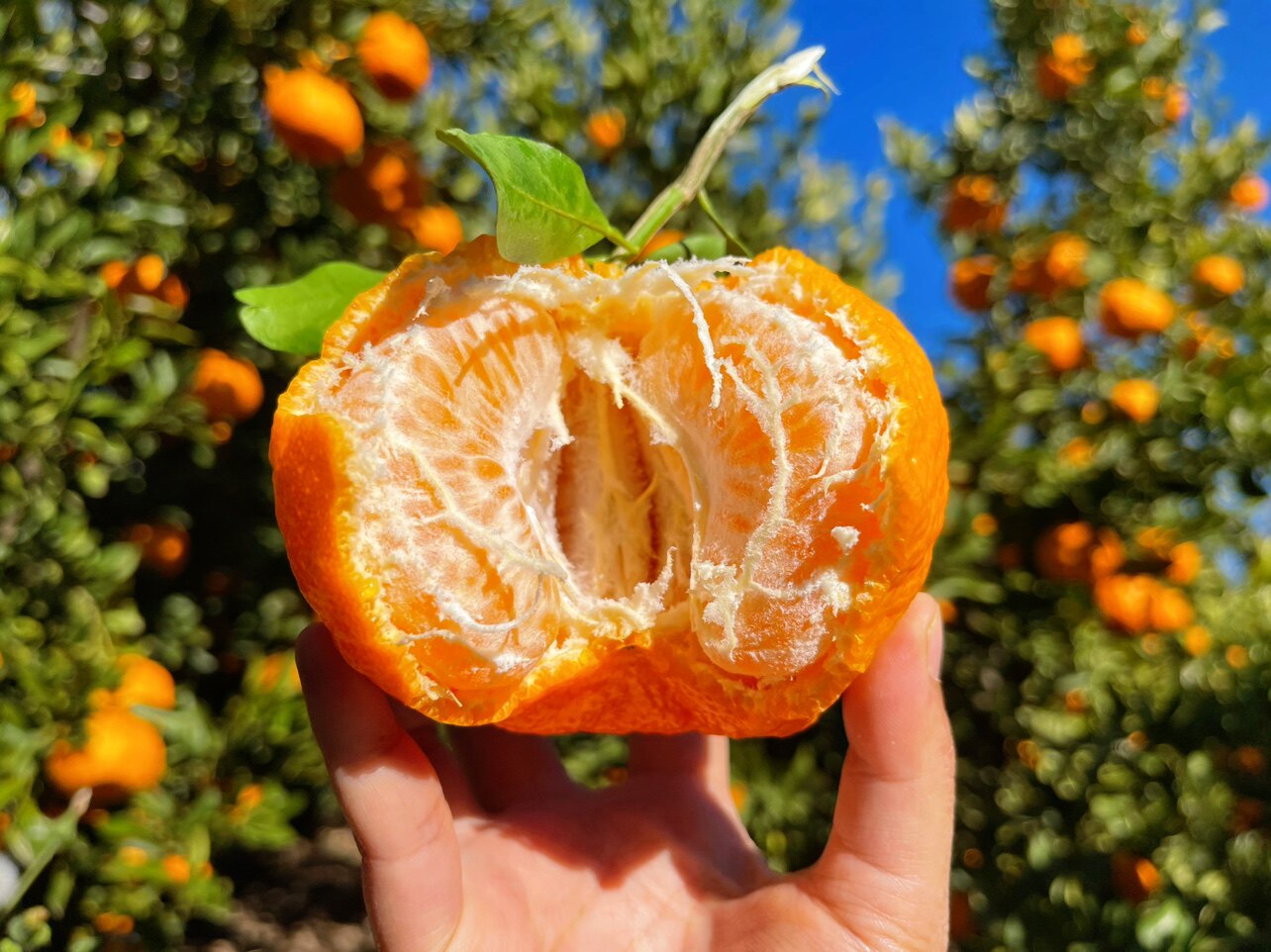 正宗宾川椪柑云南柑橘芦柑新鲜橘子桔子带叶桔子