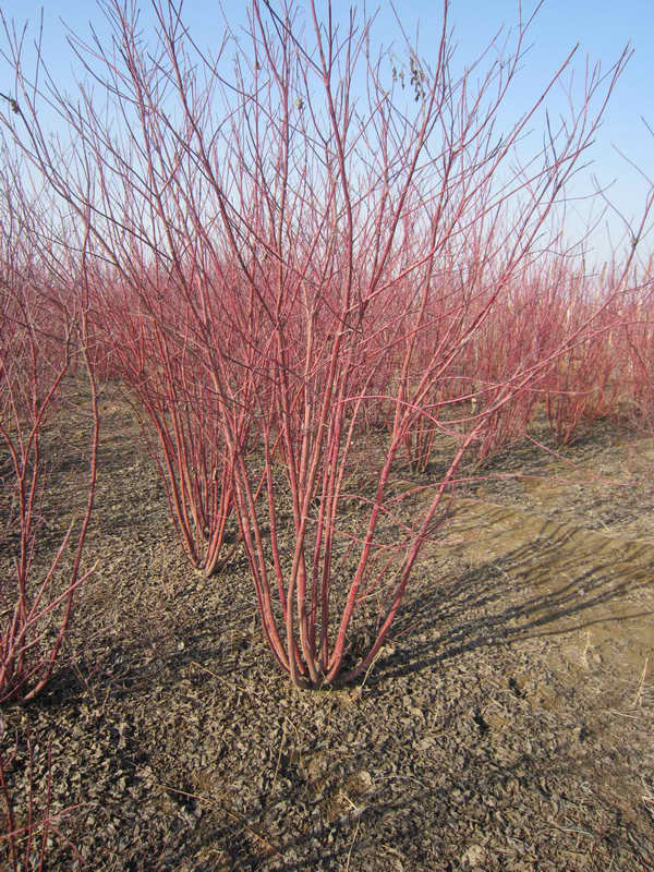 红柳绿化红瑞树苗红杆麻球枝条苗木柳枝户外观叶
