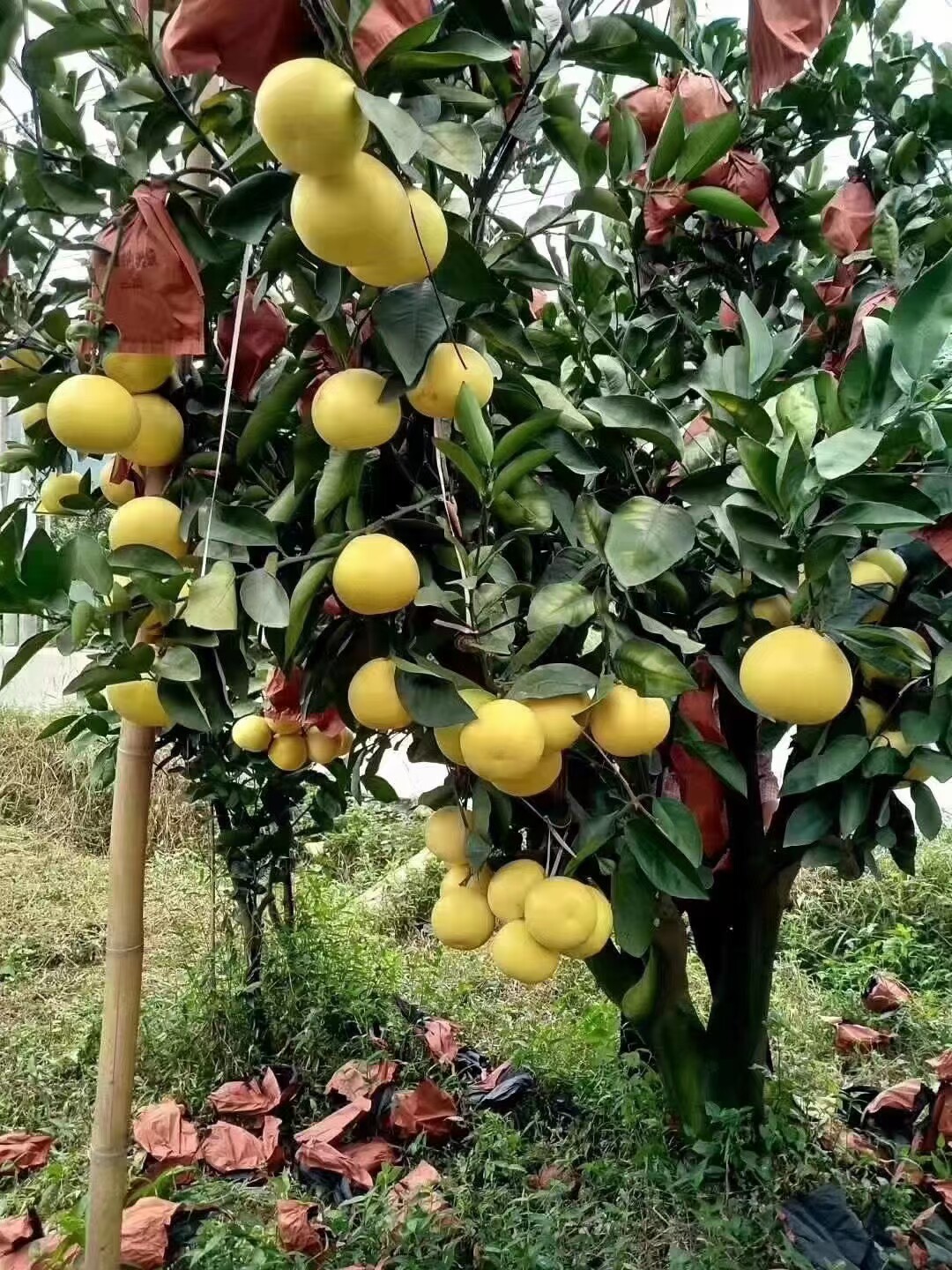 黄金爆汁葡萄柚新鲜采摘产地地直送礼佳品礼盒柚子