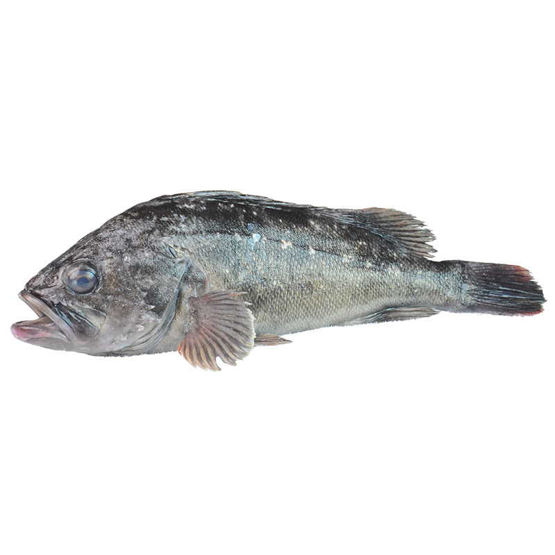 青岛老魏 崂山沙子口当日海捕大黑头鱼 豆腐鱼 野生海鱼1-2斤/条_7折