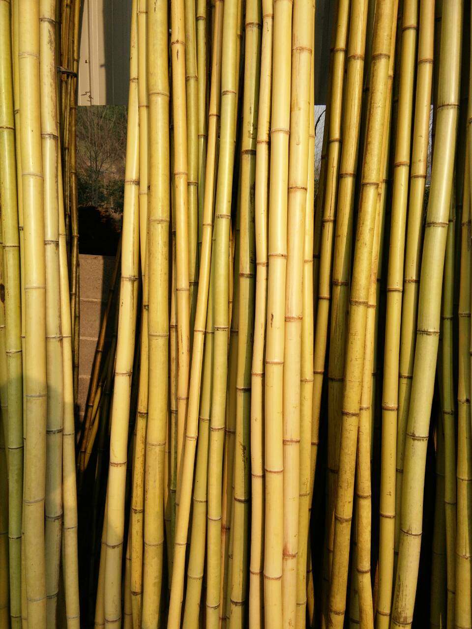 竹竿菜园搭架篱笆栅栏粗细跳舞竹竿装饰粗楠竹子防腐彩旗竹竿包邮