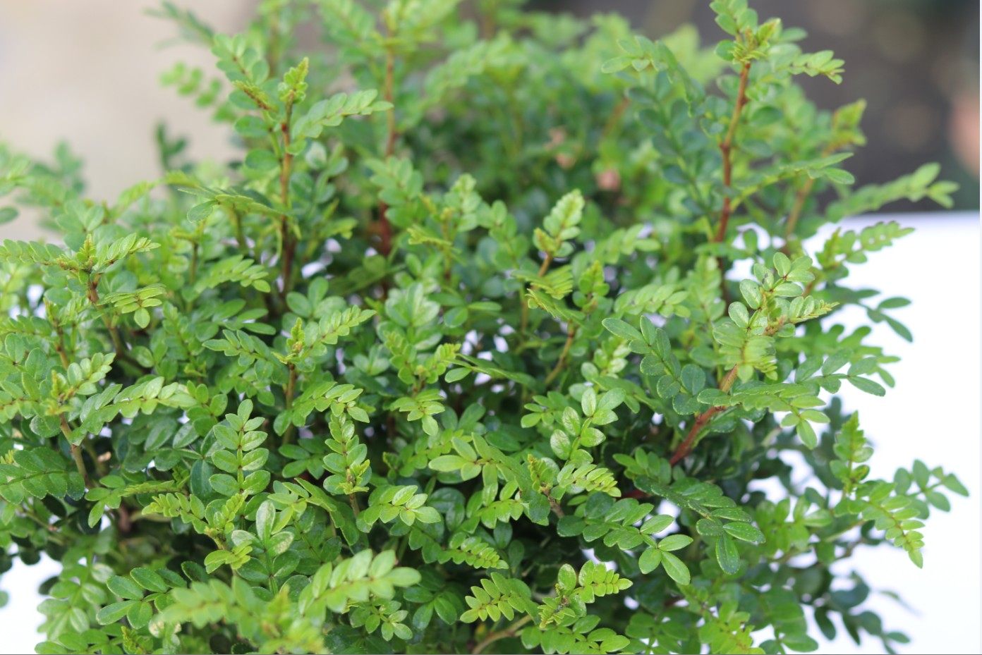 室内外绿植花卉清香木盆栽苗驱蚊草办公办公室室内绿植