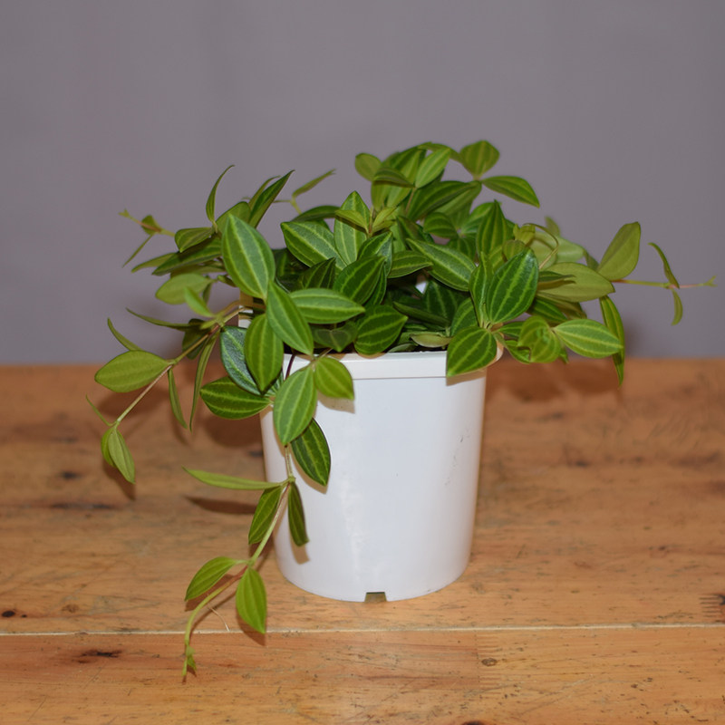 盆栽钻石翡翠白脉椒吊兰植物室内净化空气小型水培绿植