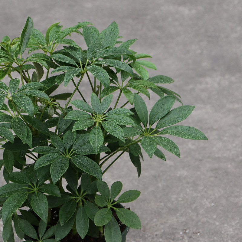 招财树七叶莲鸭脚木室内客厅办公盆栽绿色植物尼古丁甲醛绿植