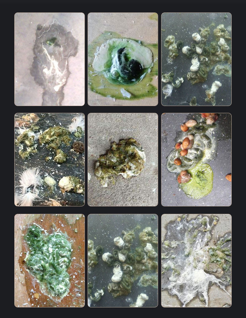 飞冠水绿鸟拌鹦鹉益生毛滴虫下痢鸽子囊炎嗉囊医疗用品