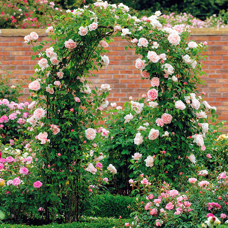 欧式婚庆鲜花拱门藤本月季攀爬铁线莲户外庭院拱形花架