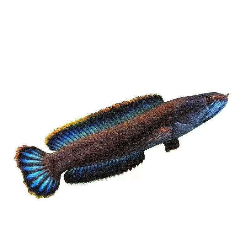 龙鱼南鳢彩虹虹雷观赏鱼凶猛淡水七彩七彩鱼鱼苗鱼