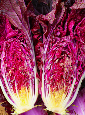 山东紫色白菜种孑红色大白菜天种子