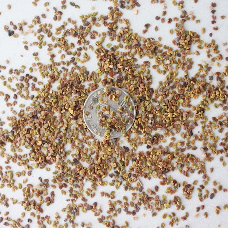 了紫云英种子红花草籽种养蜂蜜源紫云英草种籽食用野菜果园绿肥种籽