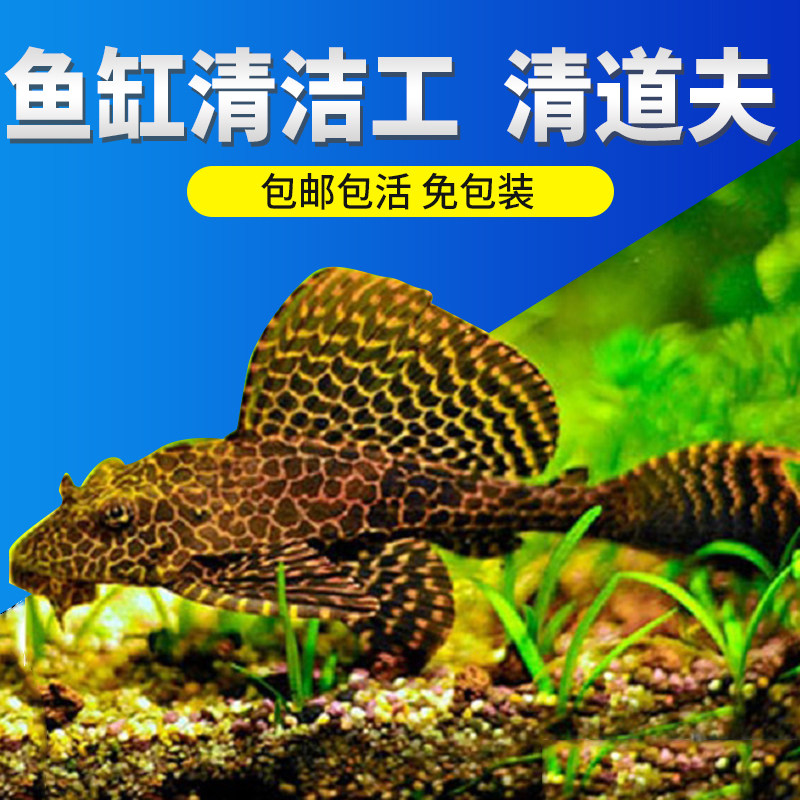 垃圾鱼缸清道夫鱼除藻鱼小型热带观赏工具鱼清洁工活体包邮吃屎鱼