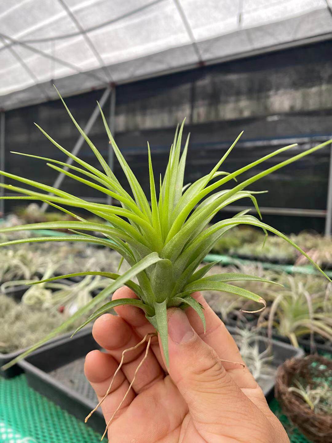 空气凤梨维多利亚红色光辉绿植趣味防辐射花卉室内绿植